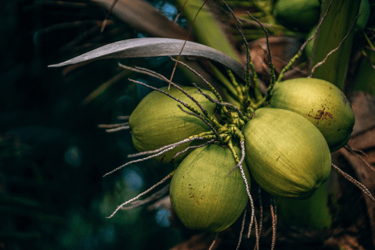 Tree Essentials, Cúrcuma en polvo