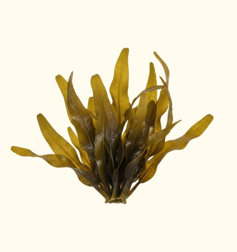  Helionori® Algae 