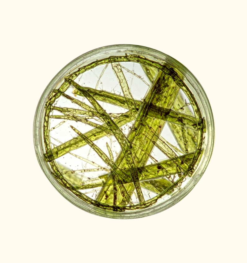  Vegan Biomimetic Keratin 
